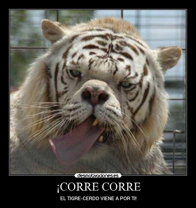 ¡CORRE CORRE -