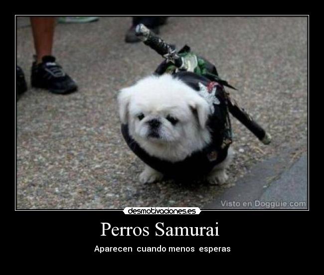 Perros Samurai - Aparecen cuando menos esperas