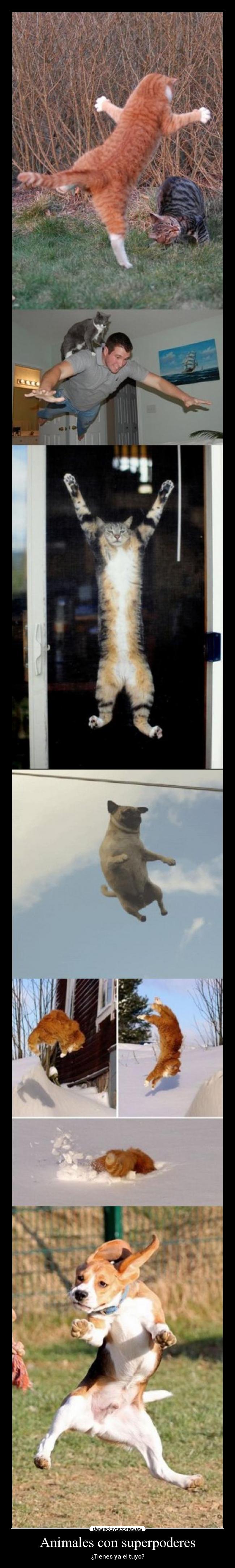 Animales con superpoderes - 