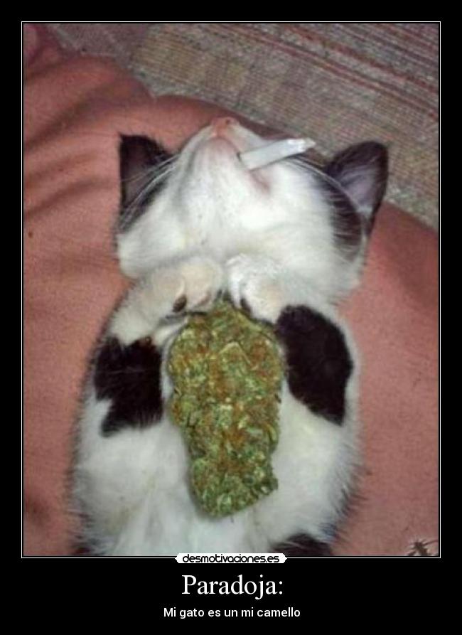 carteles walt-k desmotivaciones