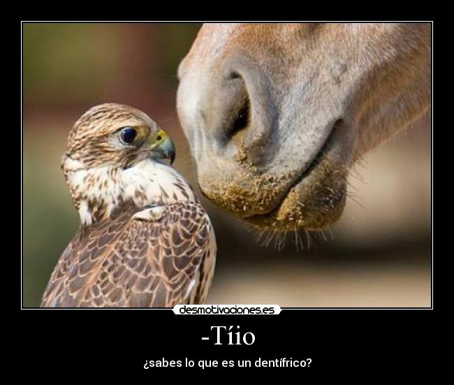 -Tíio - ¿sabes lo que es un dentífrico?