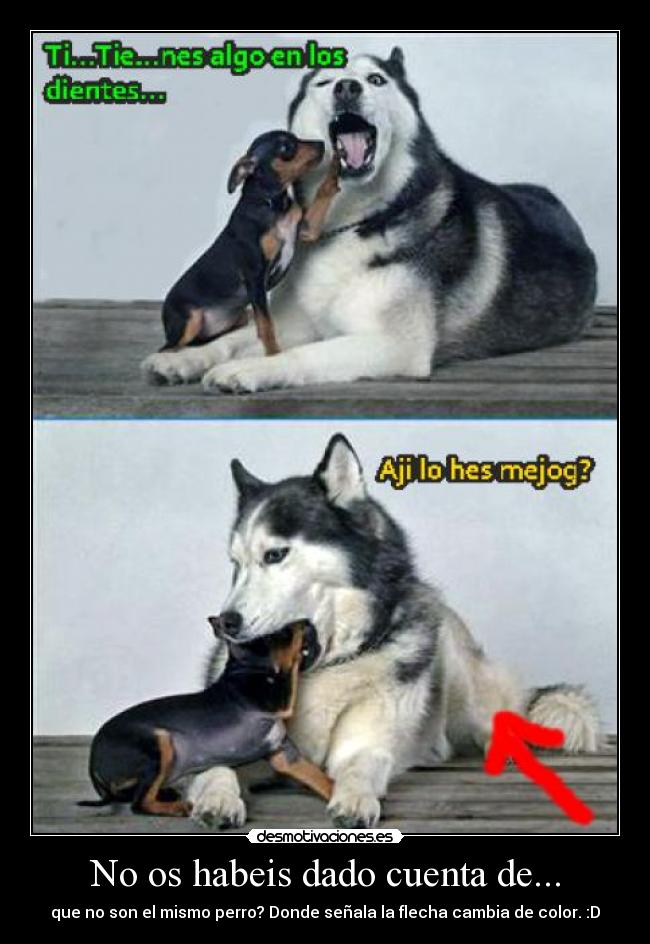 No os habeis dado cuenta de... - que no son el mismo perro? Donde señala la flecha cambia de color. :D