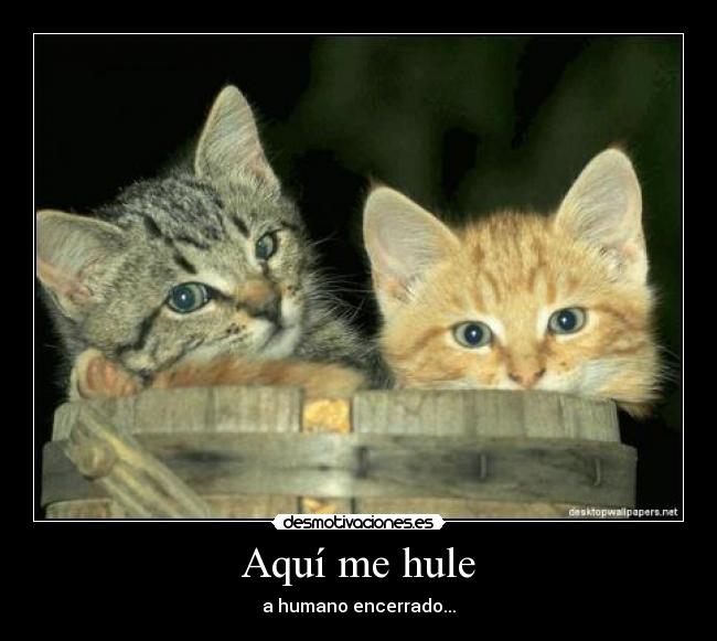 Aquí me hule -