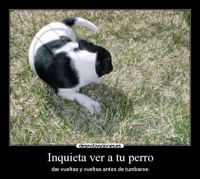 Inquieta ver a tu perro -