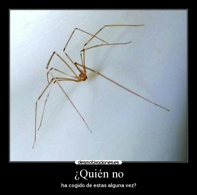 ¿Quién no - ha cogido de estas alguna vez?