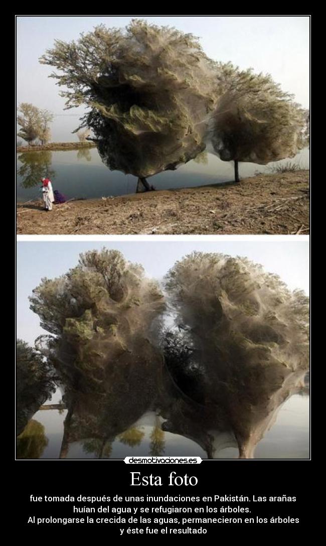 Esta foto - fue tomada después de unas inundaciones en Pakistán. Las arañas
huían del agua y se refugiaron en los árboles.
Al prolongarse la crecida de las aguas, permanecieron en los árboles
y éste fue el resultado