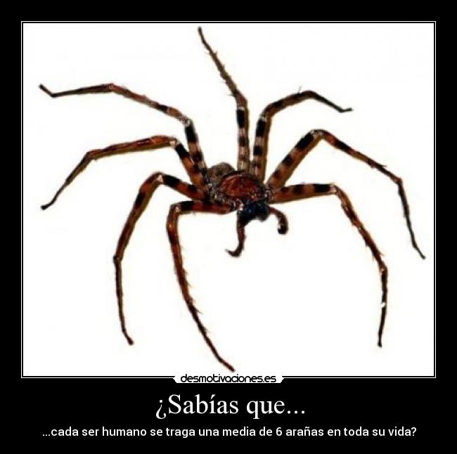 carteles anos vida arana tela telarana telaarana muerte sabias que sabias seis ser humano gente dormir desmotivaciones