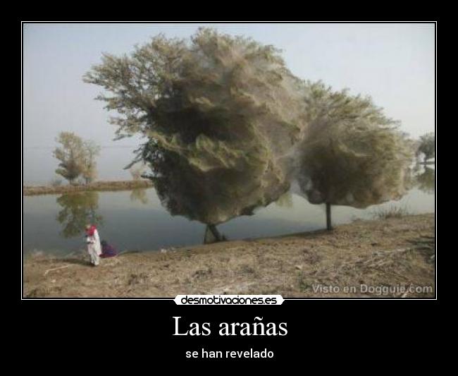 Las arañas - 