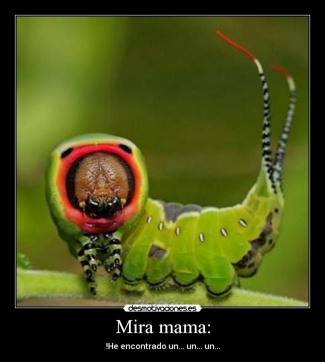 Mira mama: - !He encontrado un... un... un...