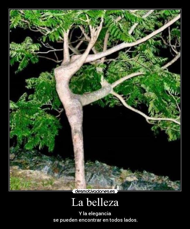 La belleza - Y la elegancia
se pueden encontrar en todos lados.