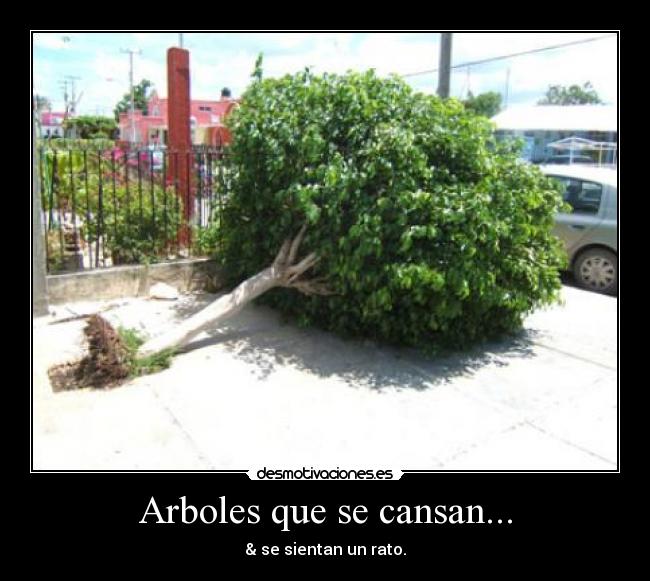 Arboles que se cansan... - & se sientan un rato.