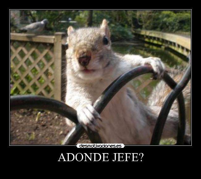 ADONDE JEFE? - 