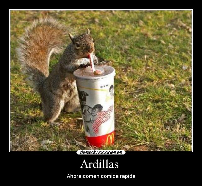 Ardillas -