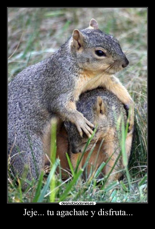 Jeje... tu agachate y disfruta... - 