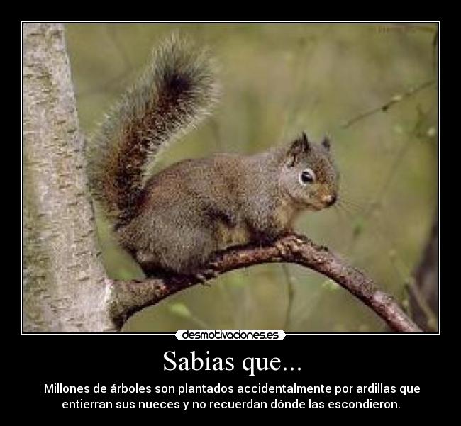 Sabias que... -