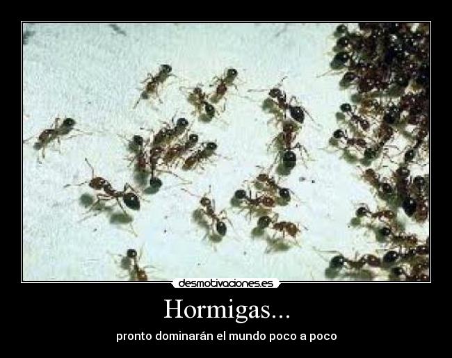 Hormigas... -