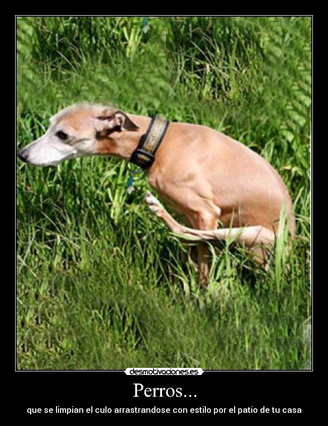 Perros... -