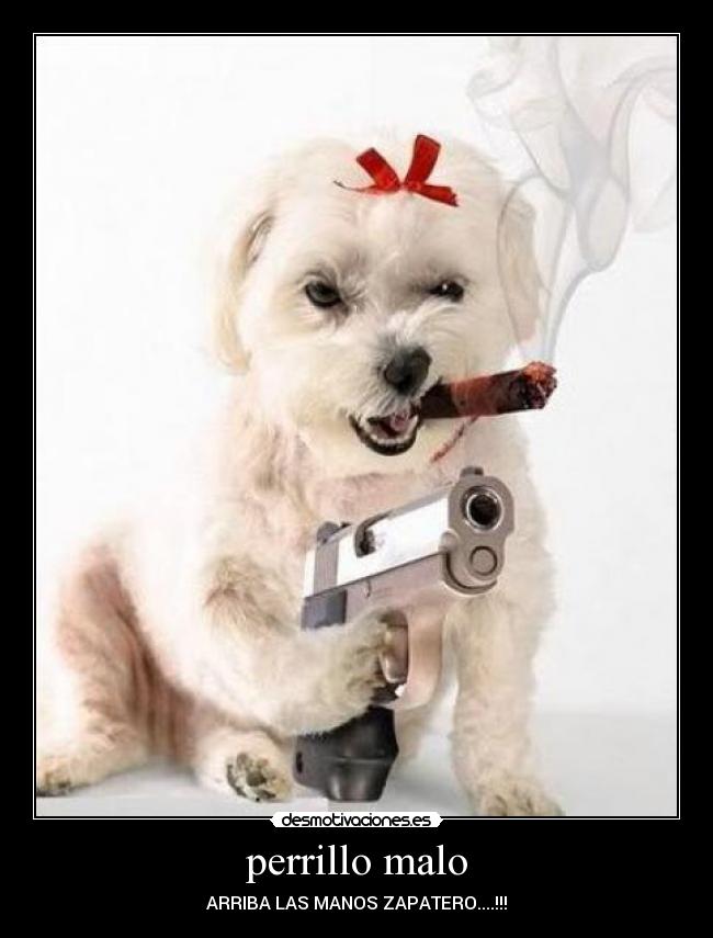 perrillo malo - 