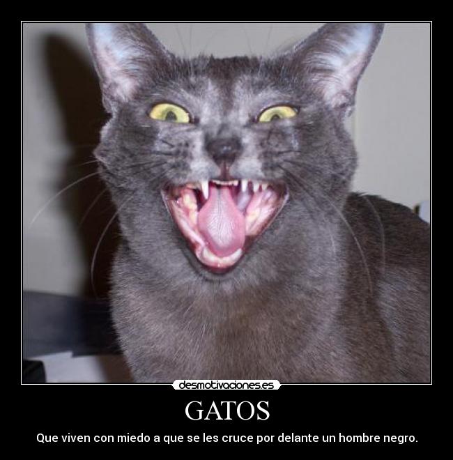 GATOS - Que viven con miedo a que se les cruce por delante un hombre negro.