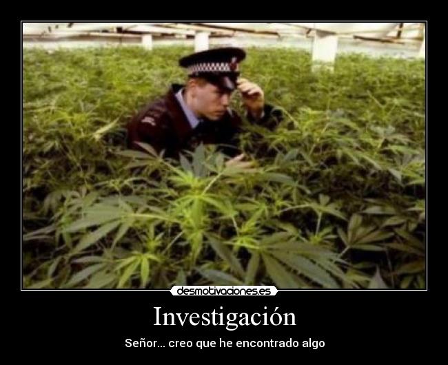 Investigación -