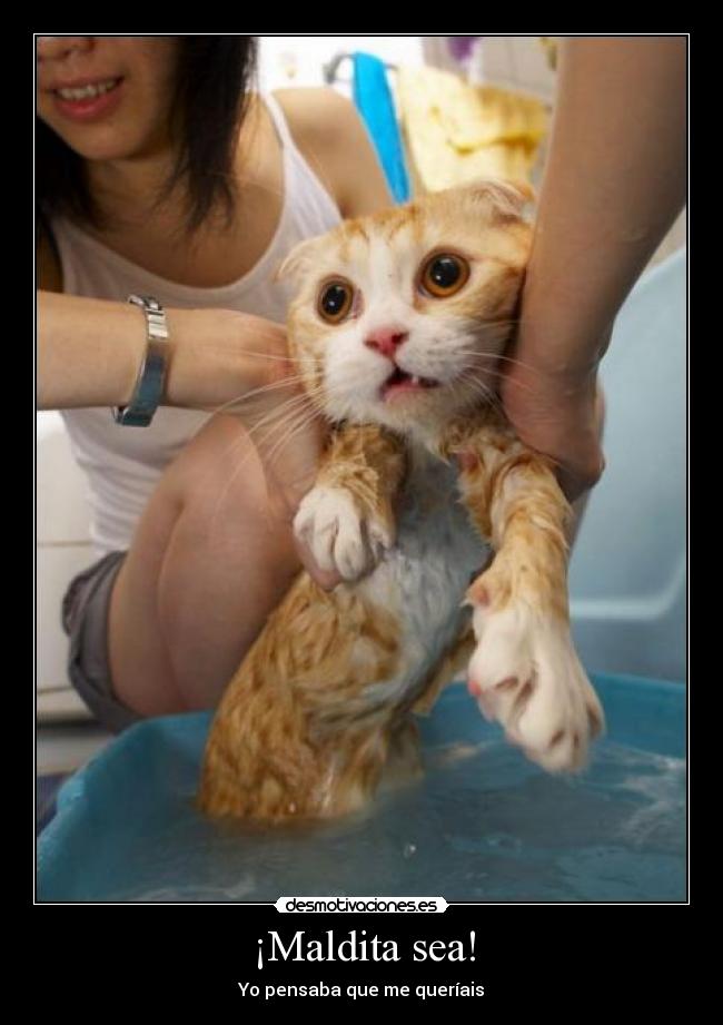 carteles gatosagua lavar querer pensaba amor banar desmotivaciones