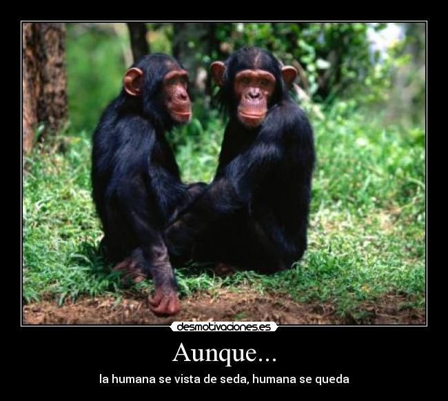 Aunque... - la humana se vista de seda, humana se queda