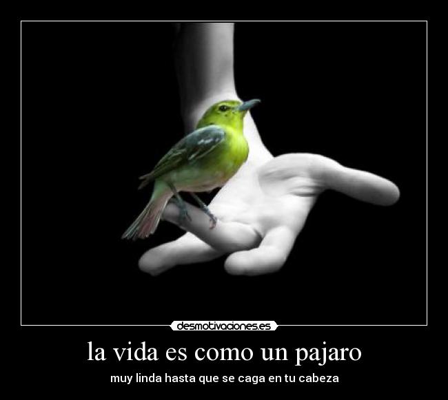 la vida es como un pajaro - muy linda hasta que se caga en tu cabeza