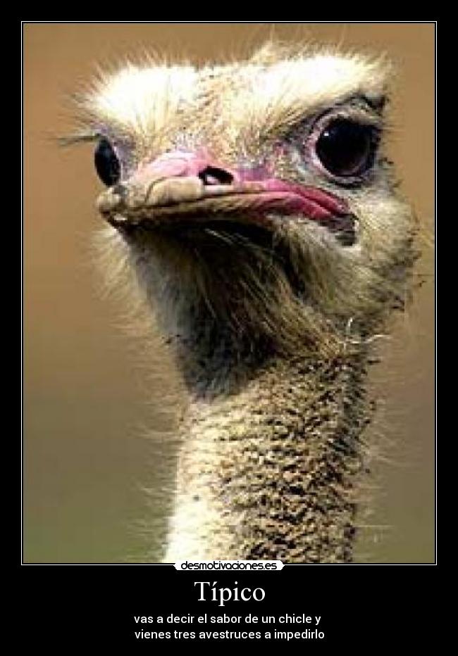 Típico - vas a decir el sabor de un chicle y
vienes tres avestruces a impedirlo