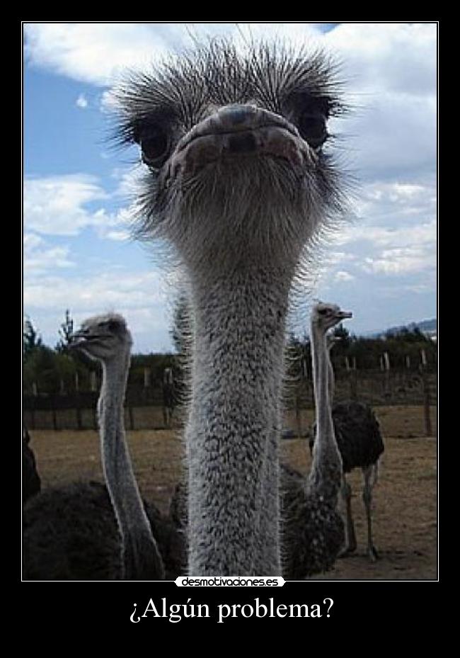¿Algún problema? - 