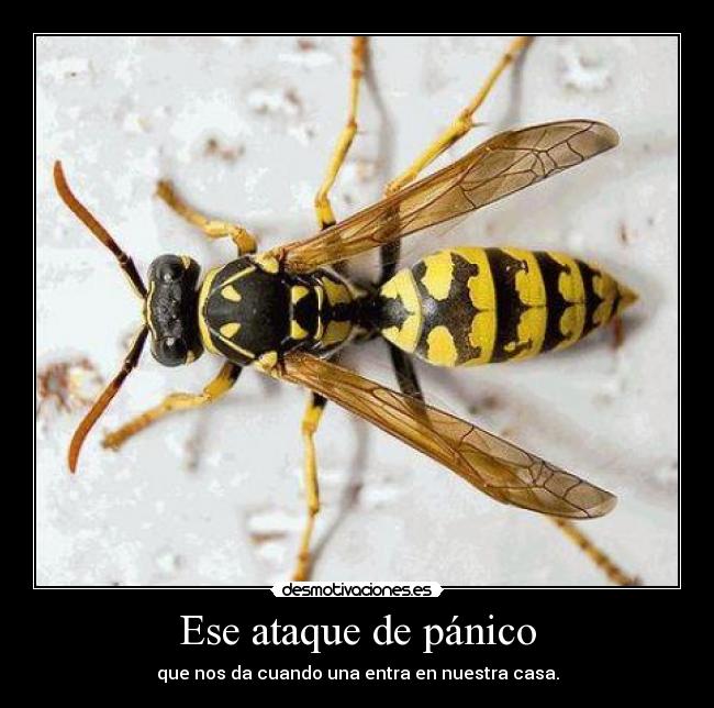 Ese ataque de pánico - que nos da cuando una entra en nuestra casa.