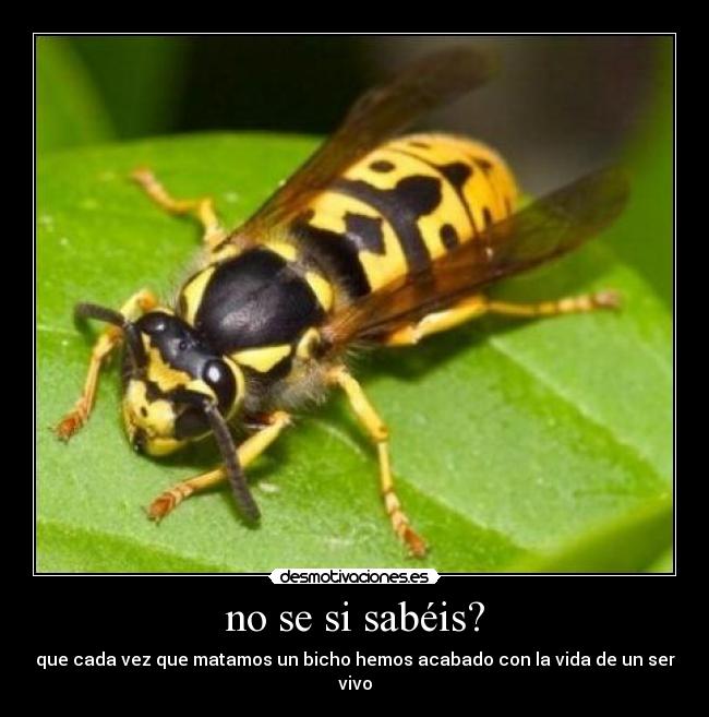 no se si sabéis? - que cada vez que matamos un bicho hemos acabado con la vida de un ser vivo