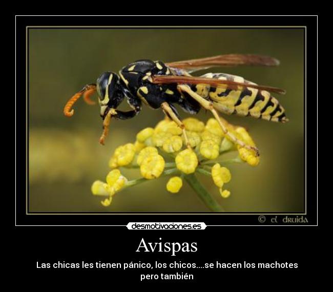 Avispas - 