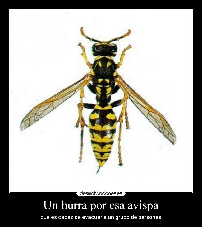 Un hurra por esa avispa - que es capaz de evacuar a un grupo de personas.