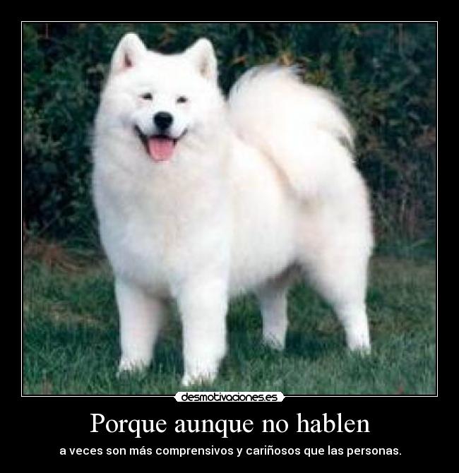 Porque aunque no hablen -