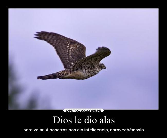 Dios le dio alas -