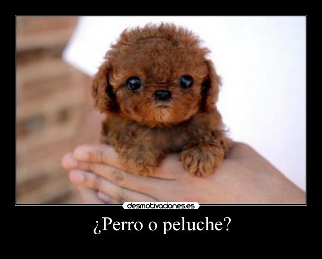 ¿Perro o peluche? - 