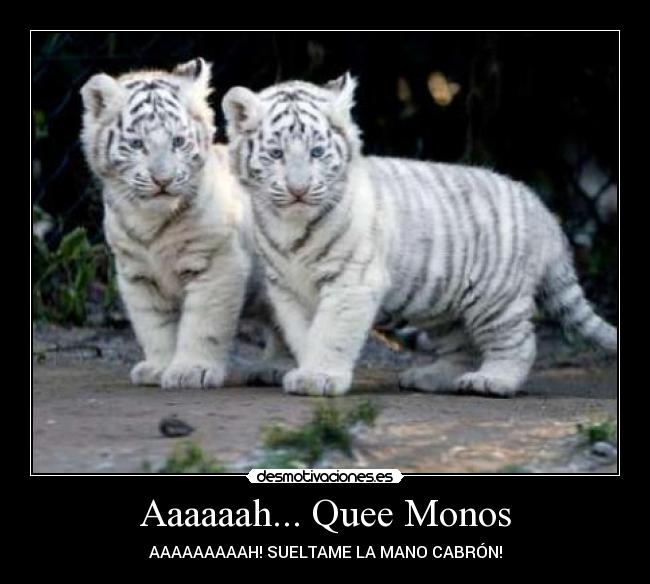 carteles tigre gato mono blanco desmotivaciones