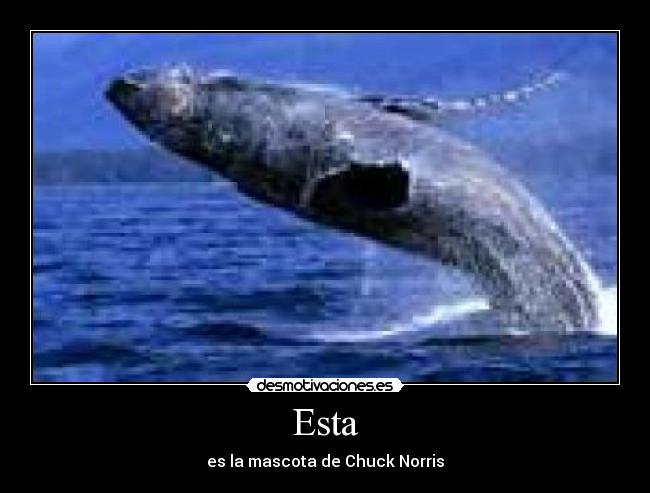 Esta - es la mascota de Chuck Norris