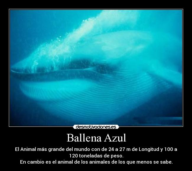 Ballena Azul - El Animal más grande del mundo con de 24 a 27 m de Longitud y 100 a
120 toneladas de peso.
En cambio es el animal de los animales de los que menos se sabe.