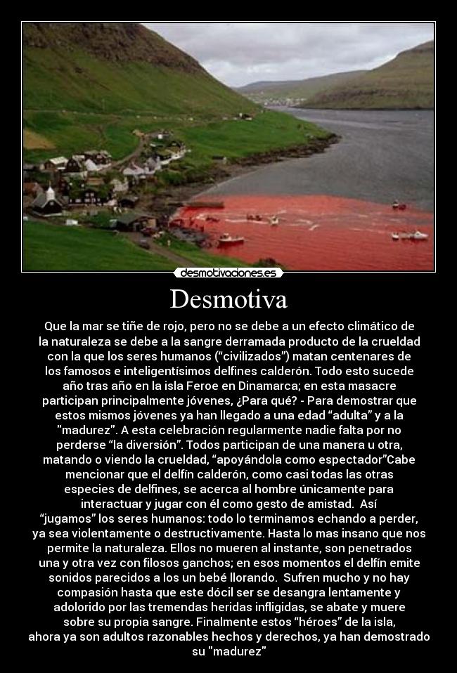 Desmotiva - Que la mar se tiñe de rojo, pero no se debe a un efecto climático de
la naturaleza se debe a la sangre derramada producto de la crueldad
con la que los seres humanos (“civilizados”) matan centenares de
los famosos e inteligentísimos delfines calderón. Todo esto sucede
año tras año en la isla Feroe en Dinamarca; en esta masacre
participan principalmente jóvenes, ¿Para qué? - Para demostrar que
estos mismos jóvenes ya han llegado a una edad “adulta” y a la
madurez. A esta celebración regularmente nadie falta por no
perderse “la diversión”. Todos participan de una manera u otra,
matando o viendo la crueldad, “apoyándola como espectador”Cabe
mencionar que el delfín calderón, como casi todas las otras
especies de delfines, se acerca al hombre únicamente para
interactuar y jugar con él como gesto de amistad.  Así
“jugamos” los seres humanos: todo lo terminamos echando a perder,
ya sea violentamente o destructivamente. Hasta lo mas insano que nos
permite la naturaleza. Ellos no mueren al instante, son penetrados
una y otra vez con filosos ganchos; en esos momentos el delfín emite
sonidos parecidos a los un bebé llorando.  Sufren mucho y no hay
compasión hasta que este dócil ser se desangra lentamente y
adolorido por las tremendas heridas infligidas, se abate y muere
sobre su propia sangre. Finalmente estos “héroes” de la isla,
ahora ya son adultos razonables hechos y derechos, ya han demostrado
su madurez