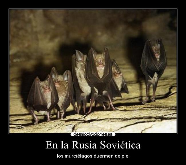 En la Rusia Soviética - los murciélagos duermen de pie.