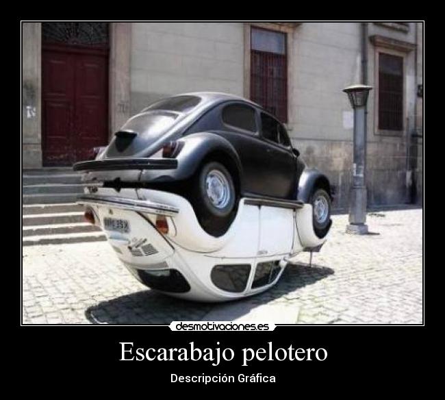 Escarabajo pelotero - 