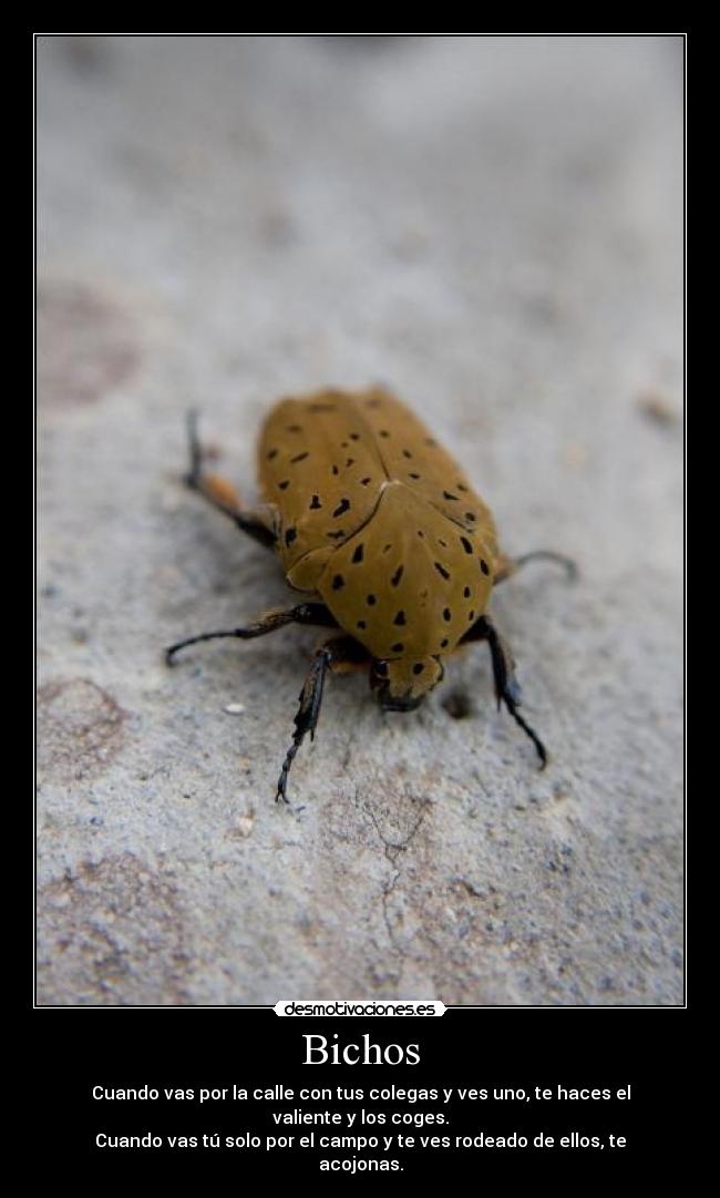 Bichos -