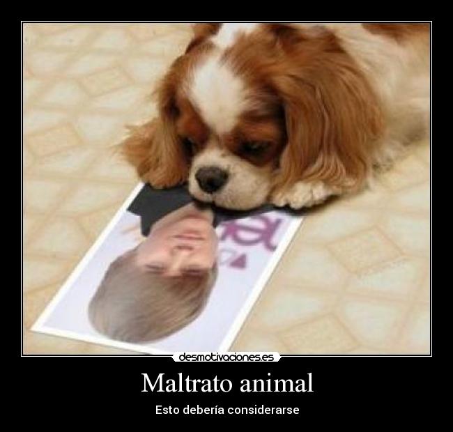 Maltrato animal - 