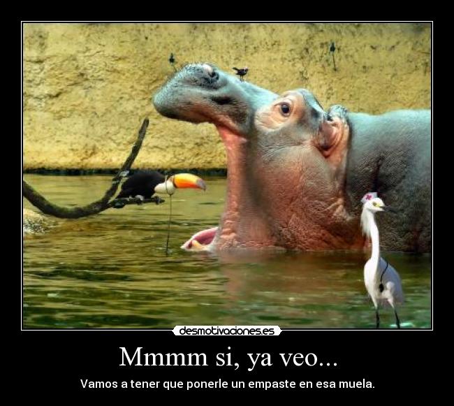 carteles pajaro tucan doctor dentista hipopotamo empaste muela kiwaso desmotivaciones