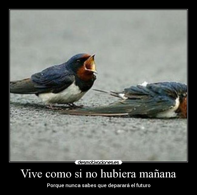 Vive como si no hubiera mañana carteles 4567 desmotivaciones