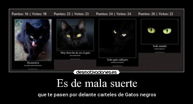 carteles mala suerte carteles gatos negros desmotivaciones