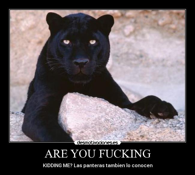 ARE YOU FUCKING - KIDDING ME? Las panteras tambien lo conocen