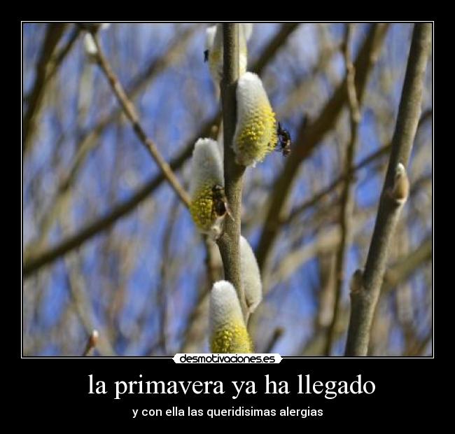 la primavera ya ha llegado - y con ella las queridisimas alergias