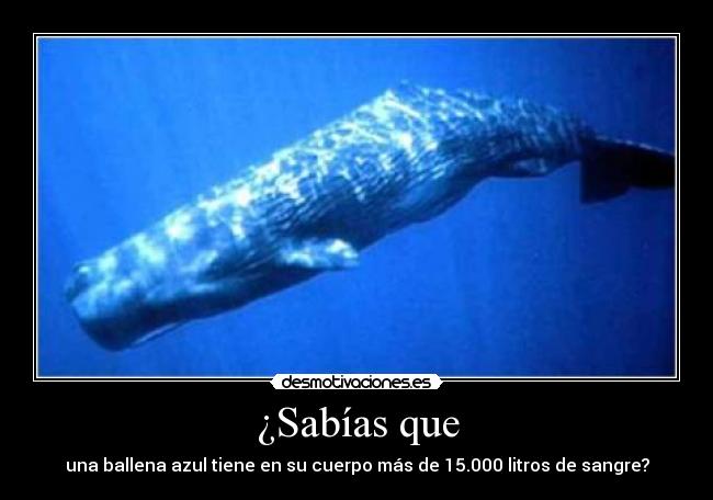 ¿Sabías que - una ballena azul tiene en su cuerpo más de 15.000 litros de sangre?
